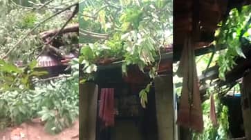 huge tree fell on top of the house in early morning in palakkad, housewife seriously injured huge tree fell on top of the house in early morning in palakkad, housewife seriously injured