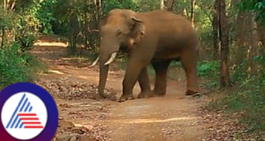 Sakaleshpura wild elephant attacked