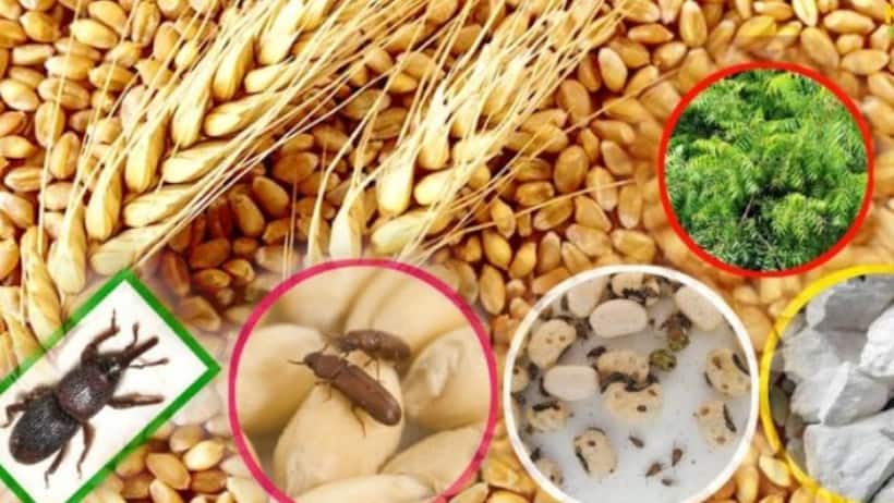గోధుమలు సంవత్సరమంతా నిల్వ ఉండాలంటే ఏం చేయాలి?