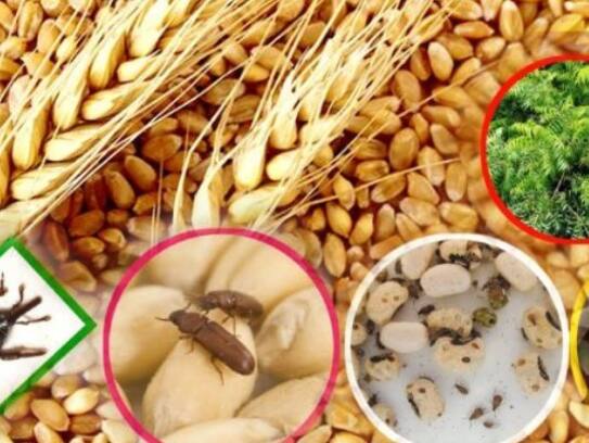 how to store wheat by using basil leaves in telugu ram