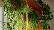 5 Hanging Plants to Transform Your Home into an Insta-Ready Space in telugu KVG