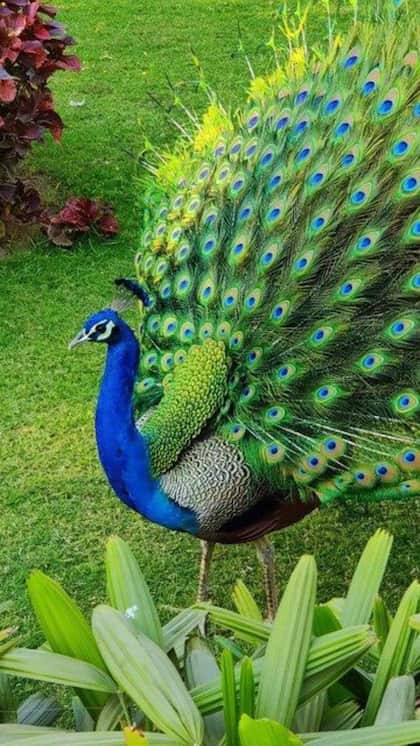 కలలో నెమలి నృత్యం చేయడం శుభమా? అశుభమా?