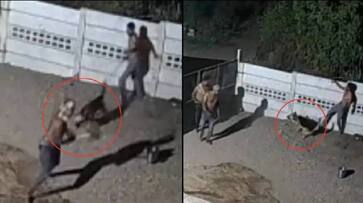 Dog fends off three attackers to protect owner in Gujarat's Morbi viral video Dog fends off three attackers to protect owner in Gujarat's Morbi viral video