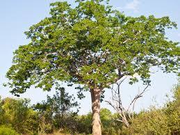 Mahogany tree