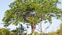 Mahogany tree