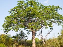 Mahogany tree Mahogany tree