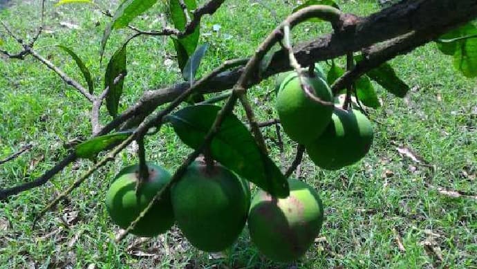 row mango