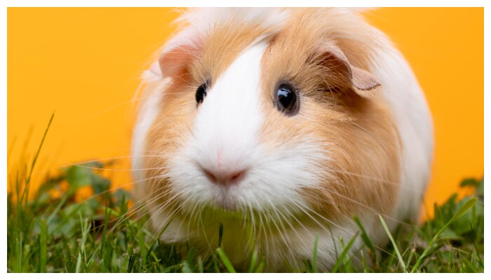 Do you have these pets at home If so heres what you need to know