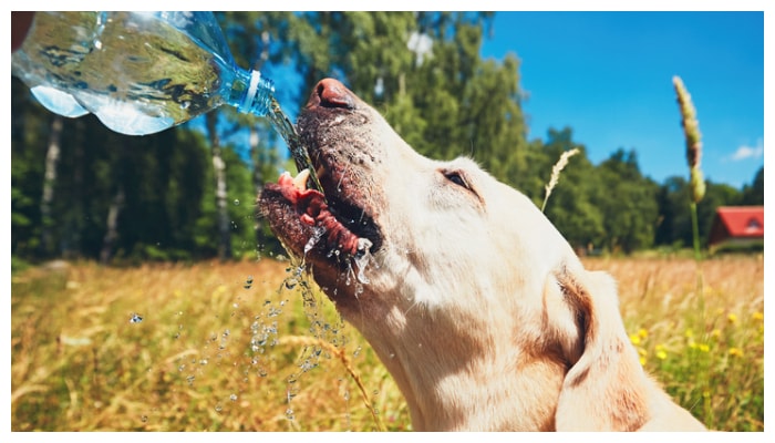 Does your pet dog have these symptoms If so you should pay attention