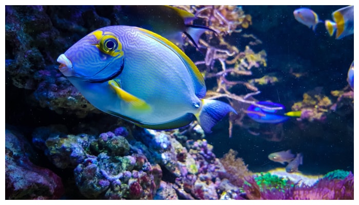 Is algae growing in the fish tank If so this is the reason