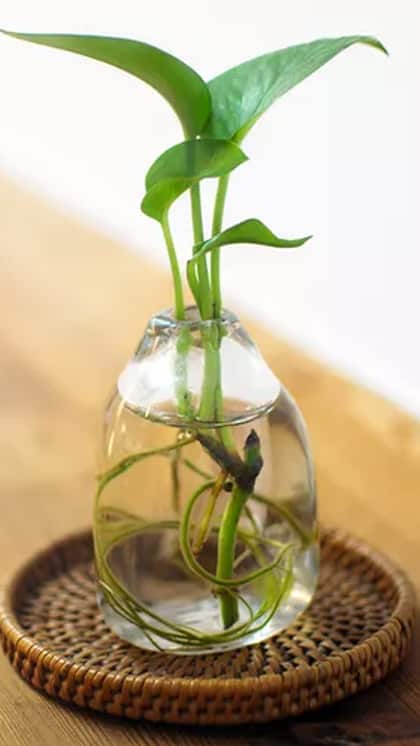 No More Soil Mess! 6 Plants That Live in Water