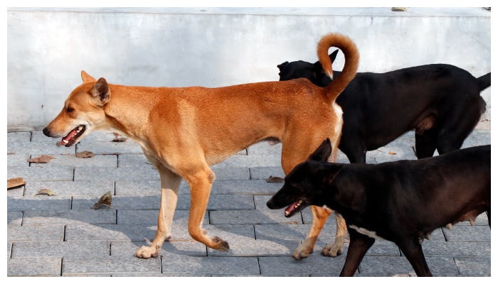 military officer severely injured in stray dogs attack  