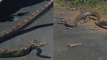 python caught from kothamangalam and handed over to forest department python caught from kothamangalam and handed over to forest department