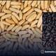 Superfood pine nuts benefits rav