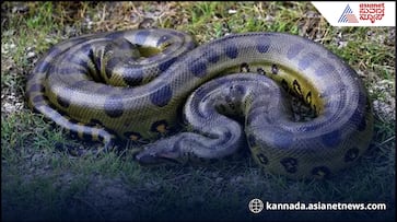 26 foot 500kg Green Anaconda is worlds largest snake suc 26 foot 500kg Green Anaconda is worlds largest snake suc