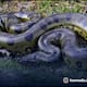 26 foot 500kg Green Anaconda is worlds largest snake suc