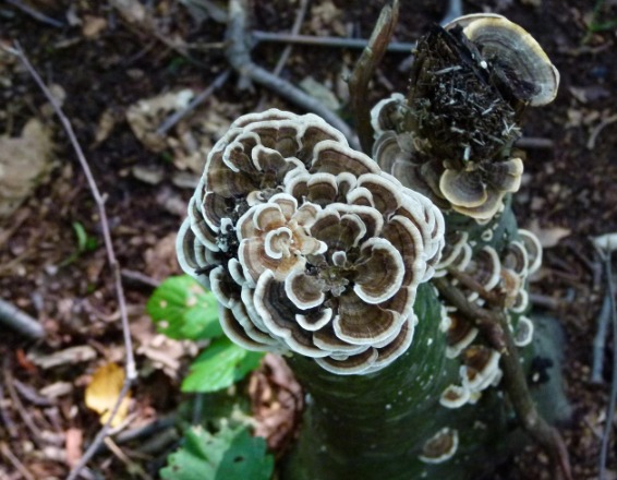 Bitter Bracket Fungus Discovery Bitter Bracket Fungus Discovery