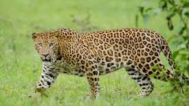 leopard