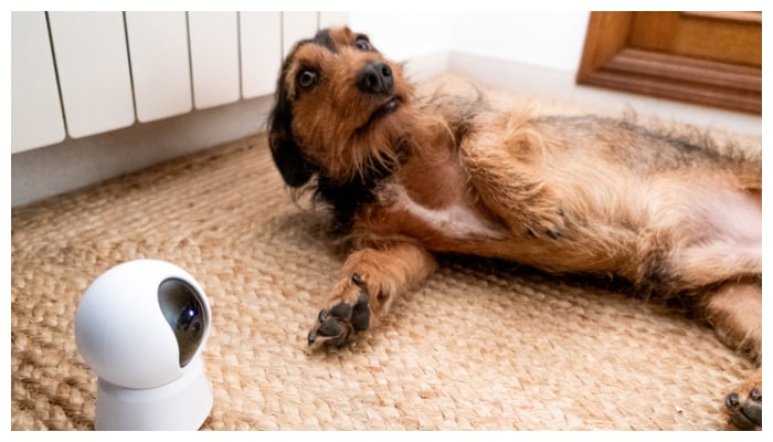 Here are 5 natural ways to boost your pets immune system.