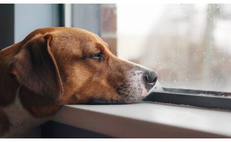New AI Technology May Help You Understand Your Pets Emotions