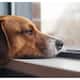 New AI Technology May Help You Understand Your Pets Emotions