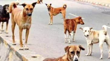 Six people have died of rabies in Kerala this month alone Six people have died of rabies in Kerala this month alone