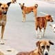 Six people have died of rabies in Kerala this month alone