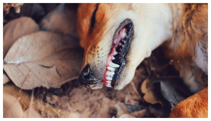 Do dogs have these symptoms If so it could be rabies be careful