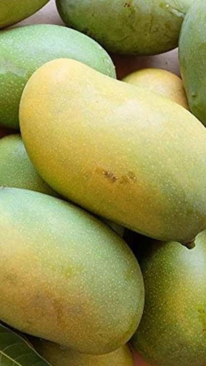 Best Time to Eat Mangoes in Summer