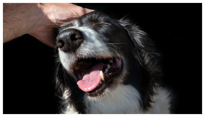 Relief for pet owners Maharashtra government allocates special space for cremation of animals