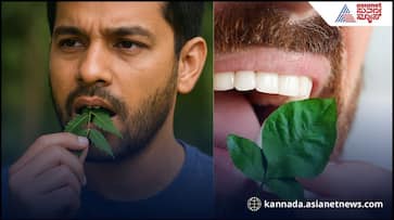 Chew these leaves every morning on an empty stomach Chew these leaves every morning on an empty stomach