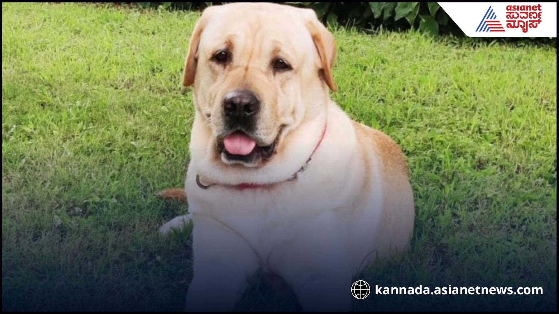 kodagu police dog pruthvi passed away by heart attack gow