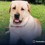 kodagu police dog pruthvi passed away by heart attack gow
