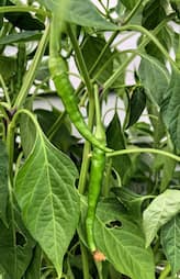 how to grow green chilli in home 