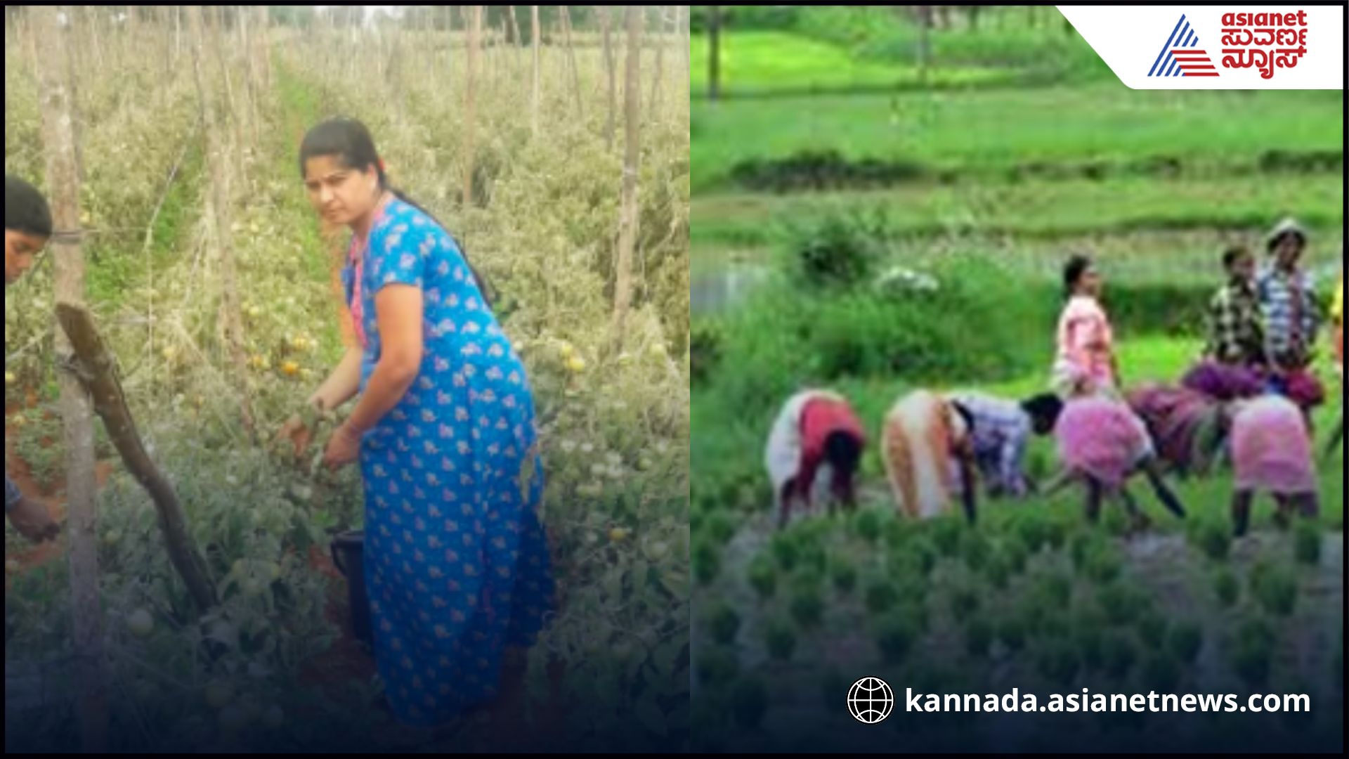 Achievement in agriculture Couple earns 15 lakh profit rav