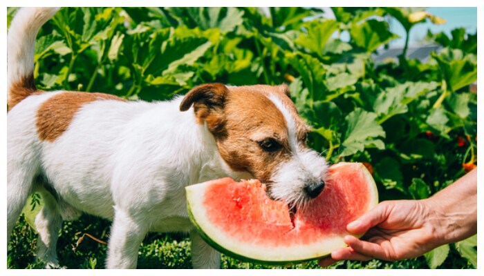Summer is here keep these things in mind when feeding your pet dog