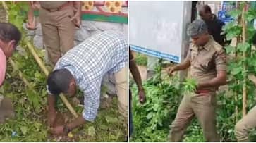 90 centimeters tall cannabis plant found near busy MC Road in Thiruvananthapuram 90 centimeters tall cannabis plant found near busy MC Road in Thiruvananthapuram