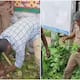 90 centimeters tall cannabis plant found near busy MC Road in Thiruvananthapuram 