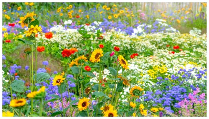 Do plants bloom well some tips