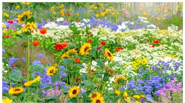 Do plants bloom well some tips Do plants bloom well some tips