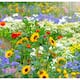 Do plants bloom well some tips