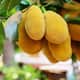 health benefits of eating jackfruit during summer gvd