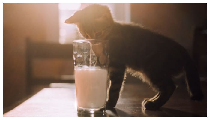 Do you feed milk to pet cats If so be careful