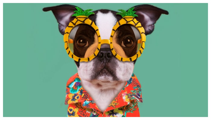 Summer is here 5 foods your pets can eat