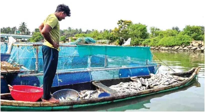 കണ്ണീർ കാഴ്ച, കിലോ 650 രൂപ വിലവരുന്ന 8000 കാളാഞ്ചി, മൊത്തം 50 ലക്ഷത്തിലേറെ വില വരുന്ന മത്സ്യങ്ങൾ ചത്തുപൊങ്ങി
