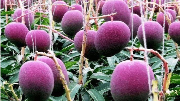 MANGO 