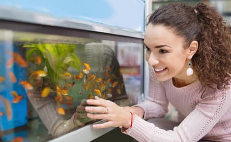 10 Lucky Fish for Home Aquariums and Vastu