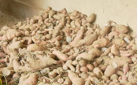 Sweet potatoes are bitter for thousands of farmers in Kodagu district gvd