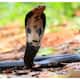 Here are some tips to get rid of reptiles