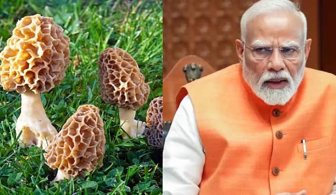 मोदी का पसंदीदा है गुच्छी मशरूम